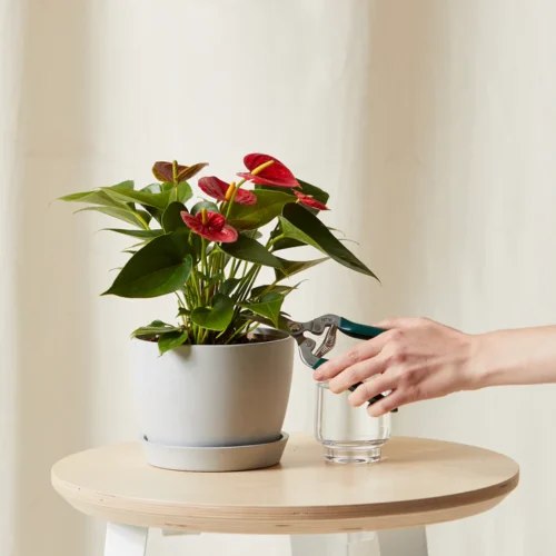 Red Anthurium