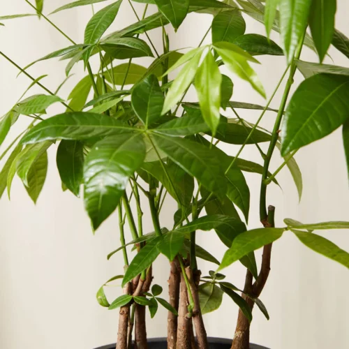Money Tree Forest